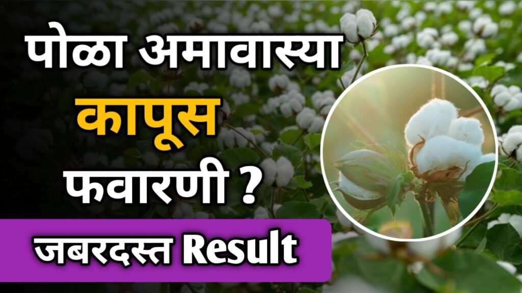 pola-amavasya-kapus-favarani-spraying-high-yield